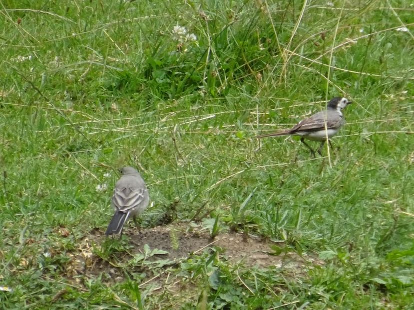  - Bogata Predeal Azuga