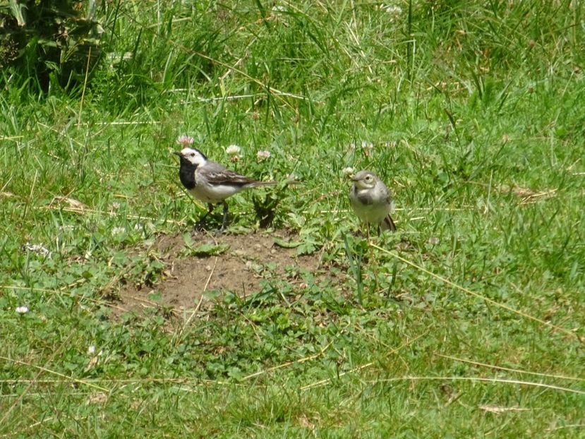  - Bogata Predeal Azuga