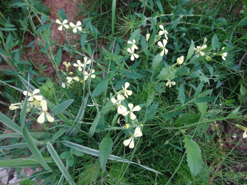  - Bogata Predeal Azuga