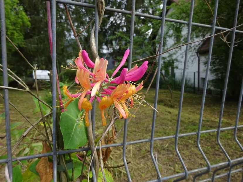  - Bogata Predeal Azuga