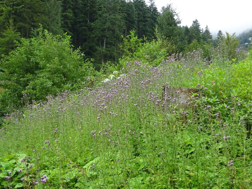  - Bogata Predeal Azuga