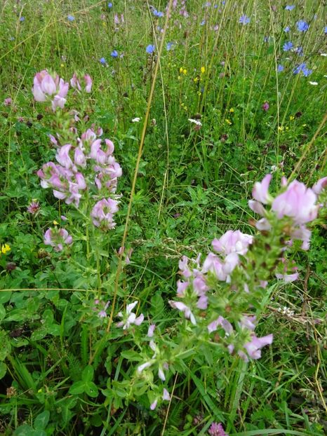  - Bogata Predeal Azuga