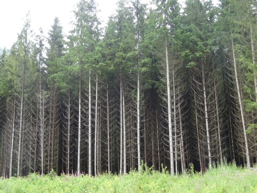  - Bogata Predeal Azuga