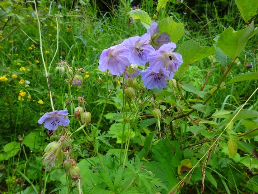  - Bogata Predeal Azuga