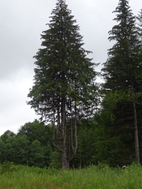  - Bogata Predeal Azuga