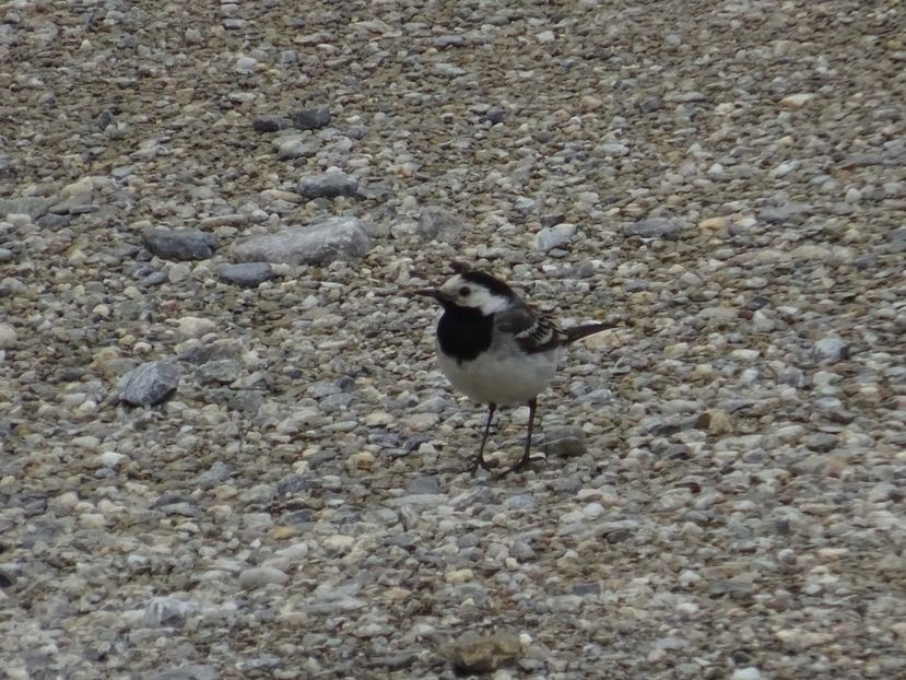  - Bogata Predeal Azuga