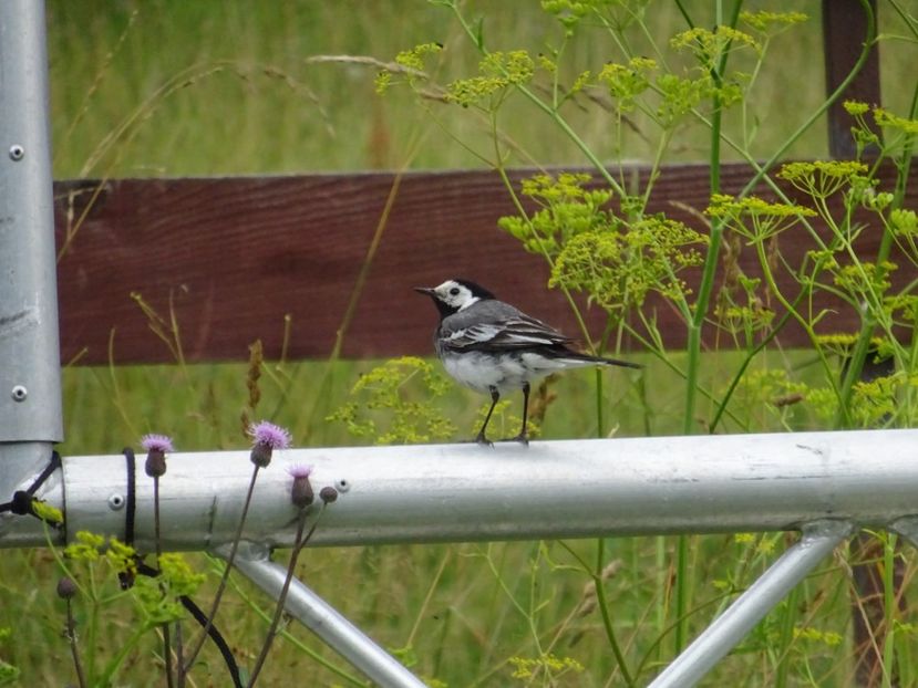  - Bogata Predeal Azuga