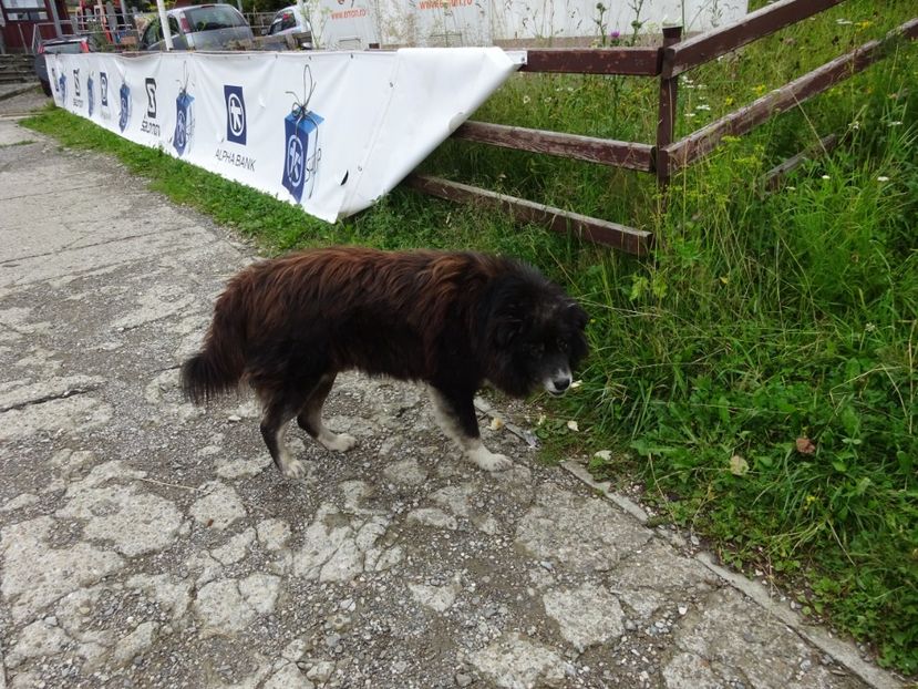  - Bogata Predeal Azuga