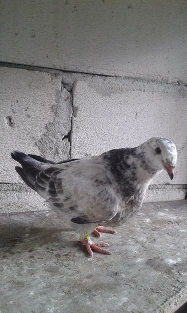  - Pui Albastri si Cuci 2017