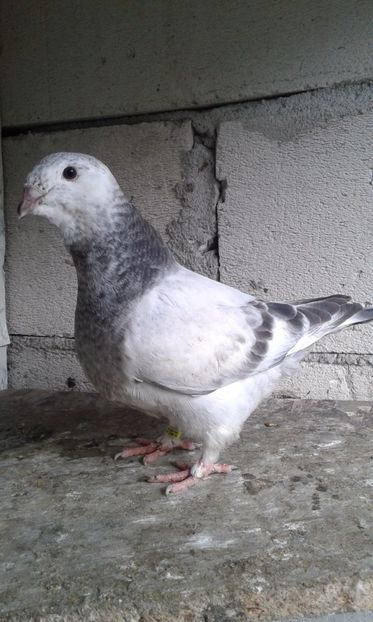  - Pui Albastri si Cuci 2017