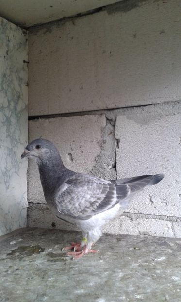  - Pui Albastri si Cuci 2017