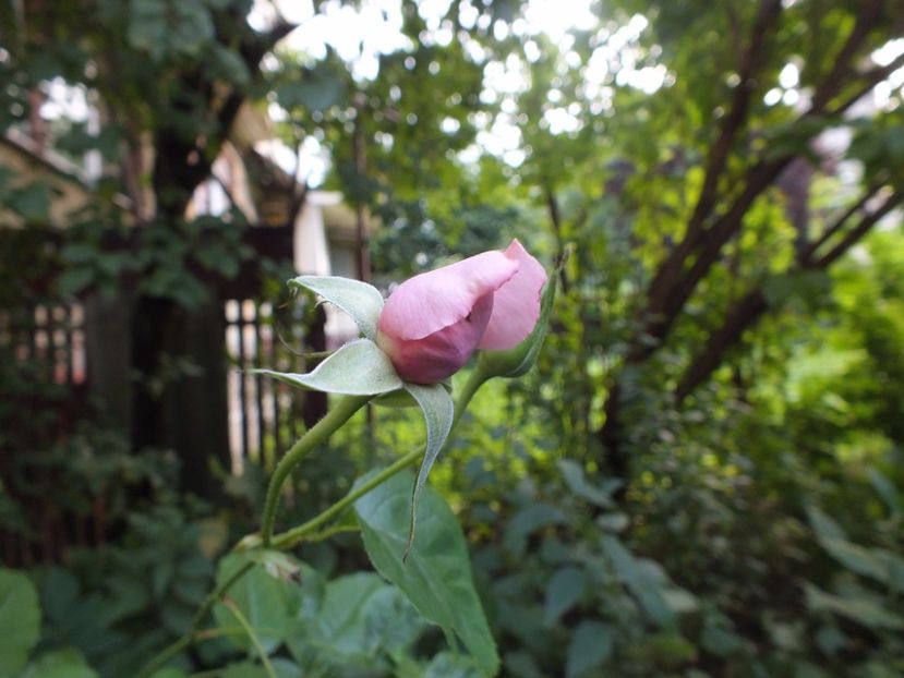 24.07.2017 - Abbaye de Valsaintes