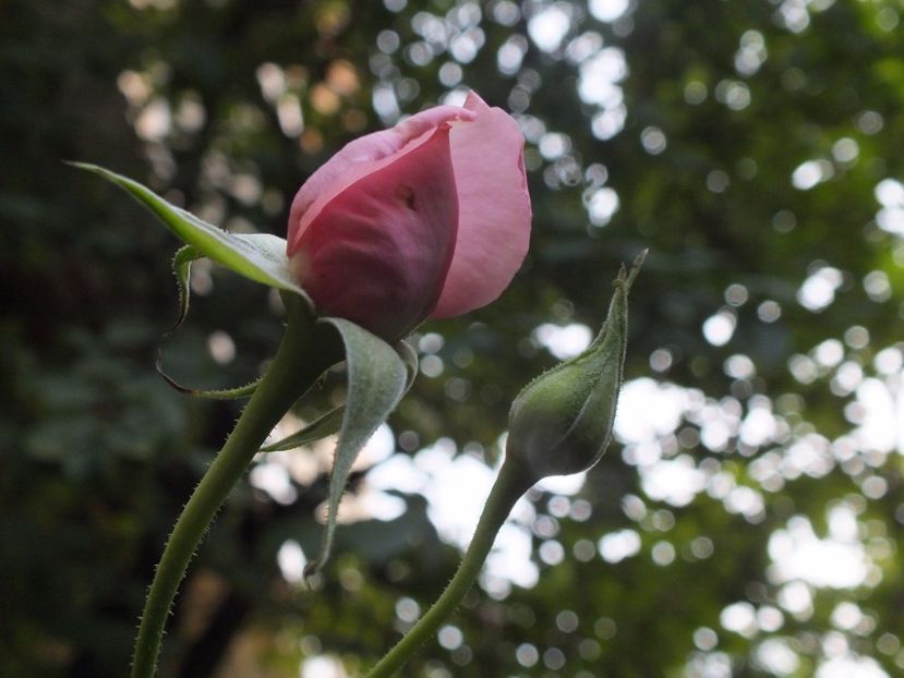 24.07.2017 - Abbaye de Valsaintes
