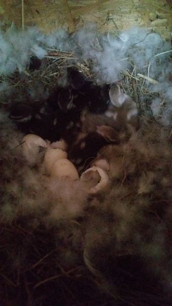  - Rate micul atlantic