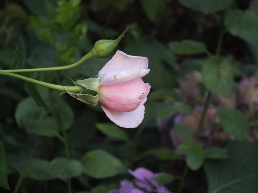 26.07.2017 - Abbaye de Valsaintes