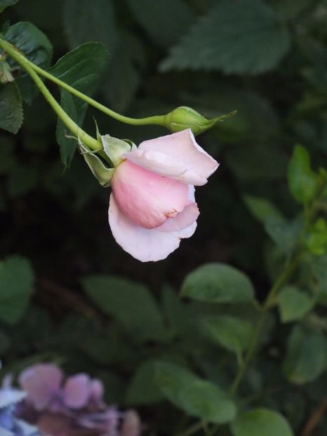  - Abbaye de Valsaintes