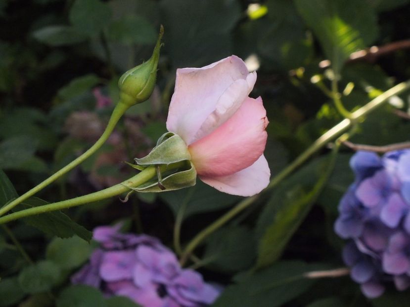  - Abbaye de Valsaintes