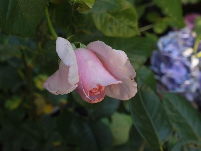  - Abbaye de Valsaintes