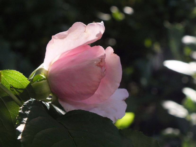 26.07.2017 - Abbaye de Valsaintes