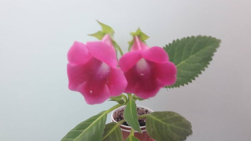 Slipper rosu - FLORI -2017