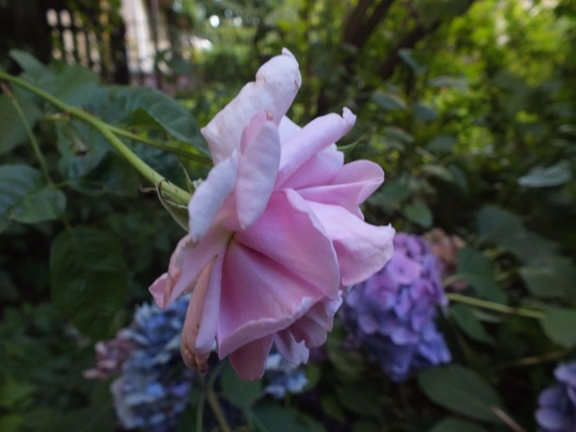 28.07.2017 - Abbaye de Valsaintes