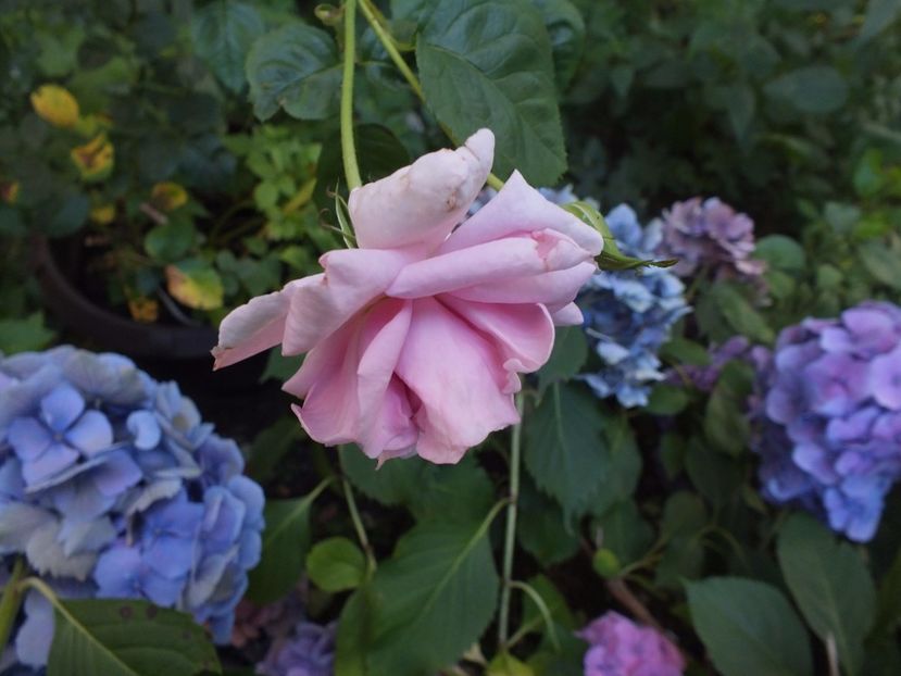  - Abbaye de Valsaintes