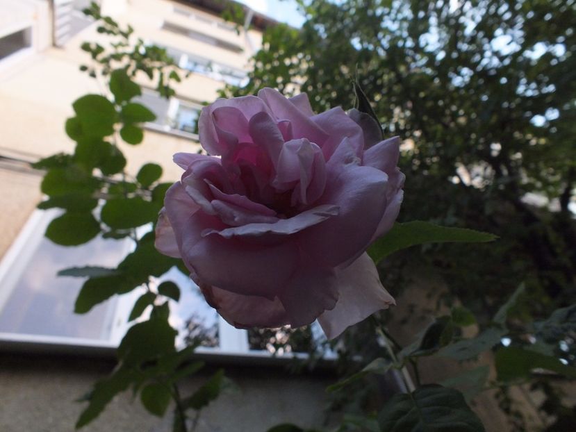  - Abbaye de Valsaintes