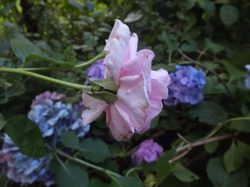 28.07.2017 - Abbaye de Valsaintes