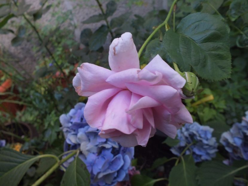  - Abbaye de Valsaintes