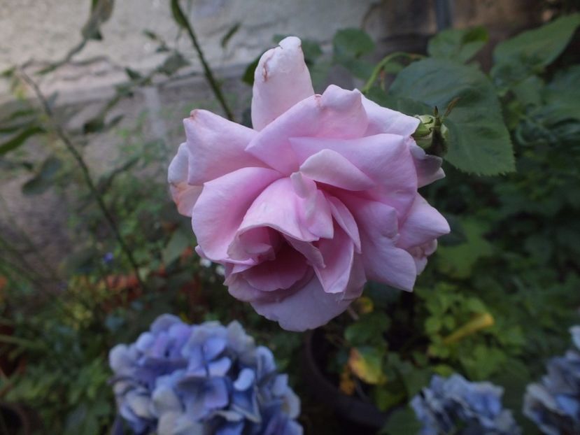 28.07.2017 - Abbaye de Valsaintes