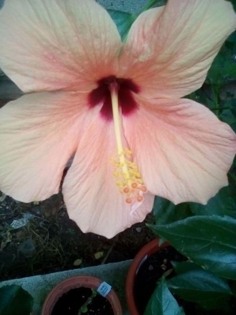 received_269322870220407 - hibiscus cairo apricot