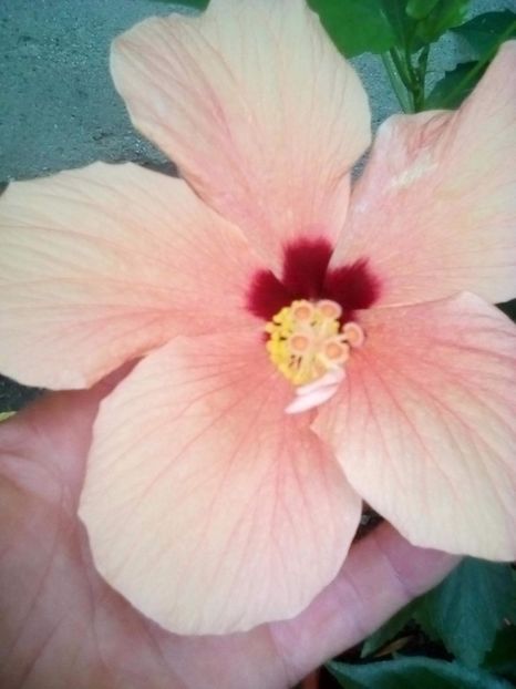  - hibiscus cairo apricot