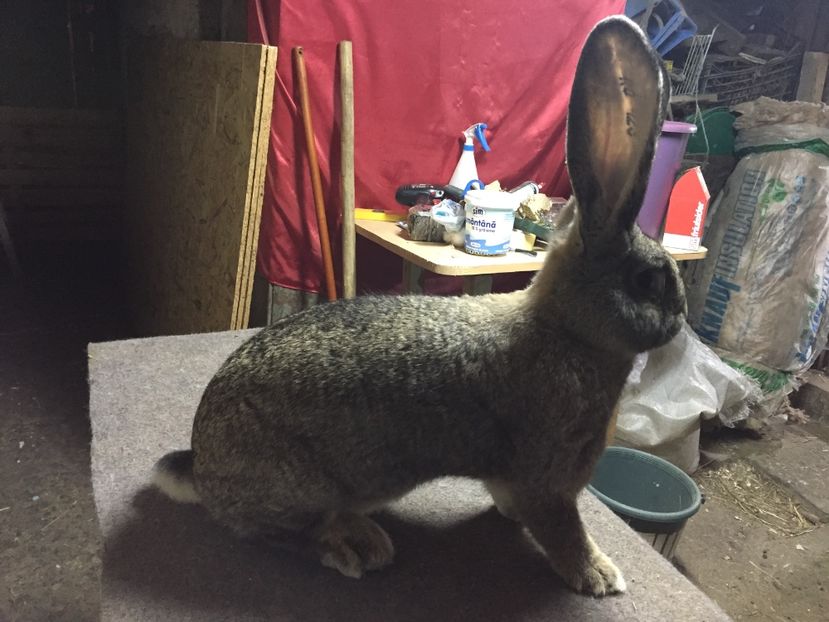 RO 423-12616 - Doua surori către 8 luni