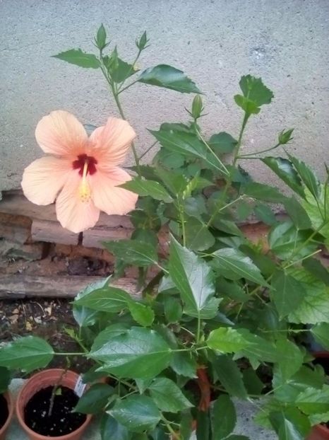  - hibiscus cairo apricot