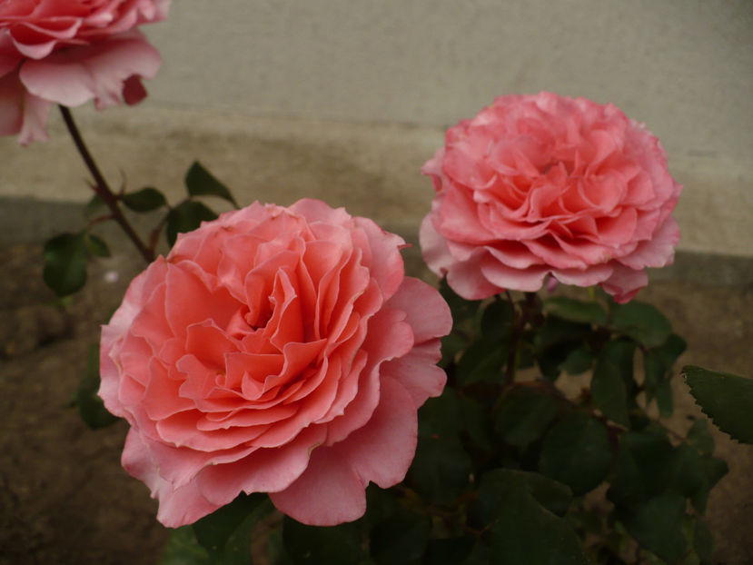 P1270102 - Laurent Cabrol