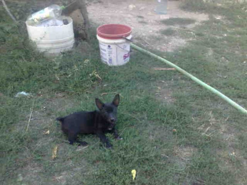  - Caini de sobolani-dihori-paza