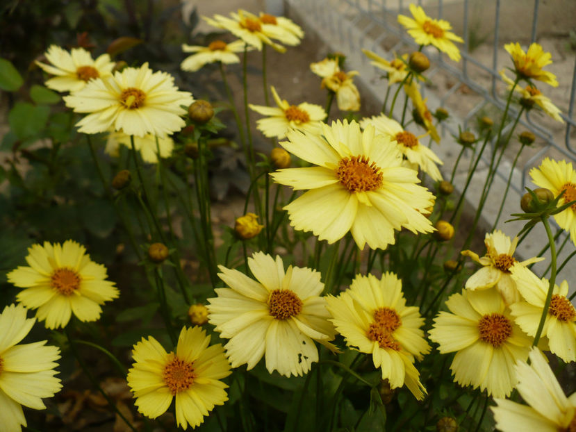 P1270110 - Plante perene 2017