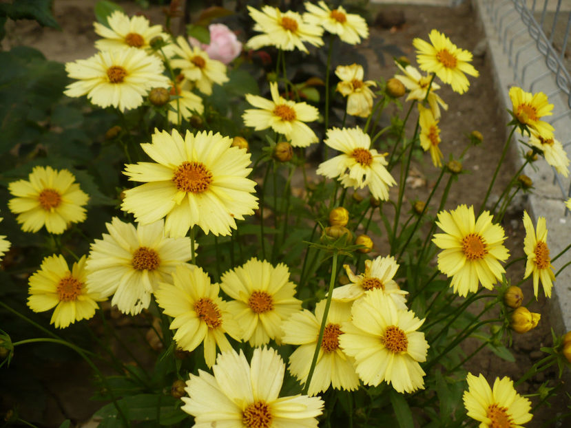 P1270113 - Plante perene 2017