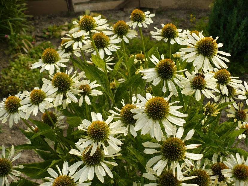 P1260866 - Plante perene 2017