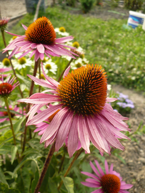 P1260870 - Plante perene 2017