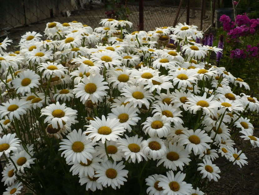 P1260873 - Plante perene 2017