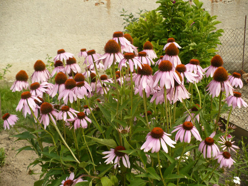 P1260890 - Plante perene 2017