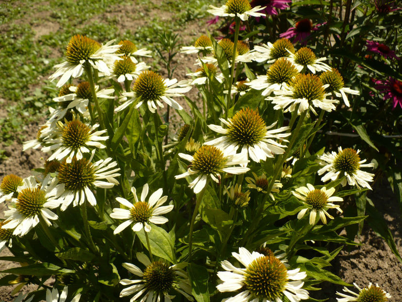 P1270008 - Plante perene 2017