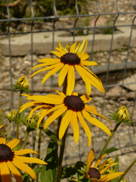 P1270053 - Plante perene 2017