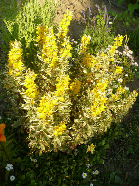 P1260501 - Plante perene 2017