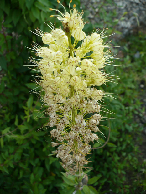 P1260519 - Plante perene 2017