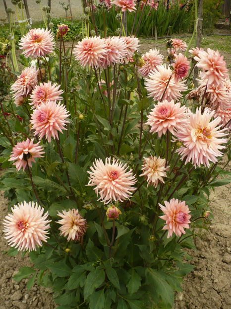 P1260975 - Dalii 2017