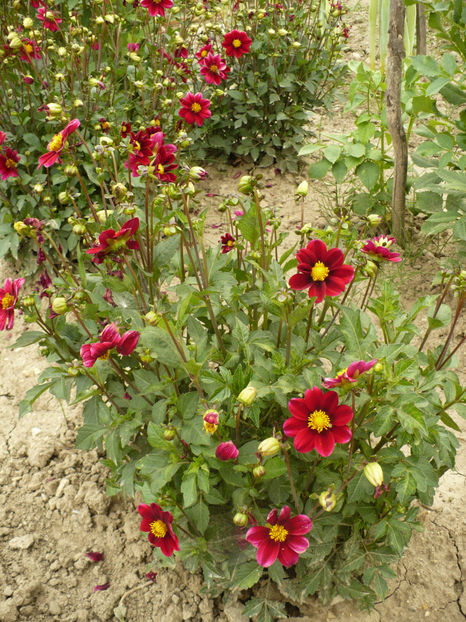 P1260977 - Dalii 2017