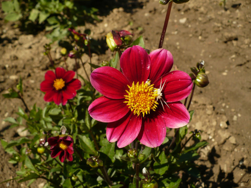 P1260724 - Dalii 2017