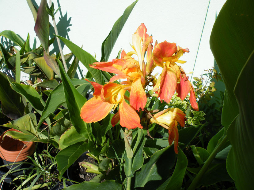  - 2017 in gradina mea